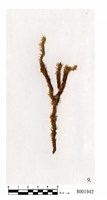 藏品(大熱澤苔)的圖片